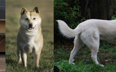 Chindo o Jindo, el amigo fiel del coreano