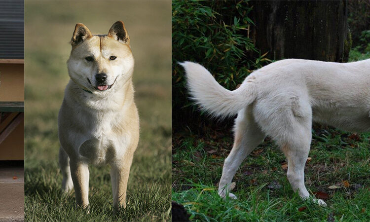 Chindo o Jindo, el amigo fiel del coreano